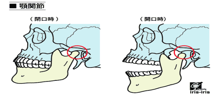 頭蓋骨1