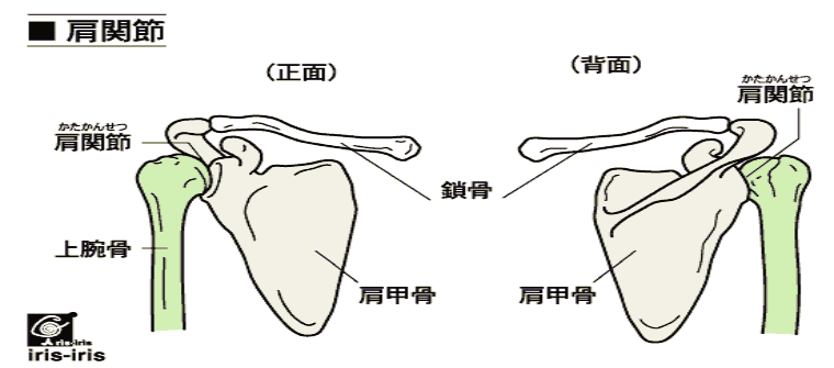 肩関節