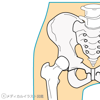 股関節