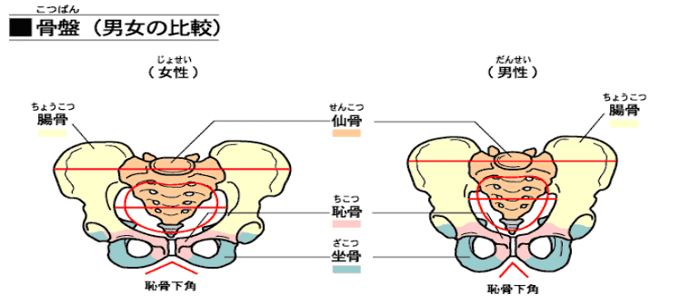 骨盤の比較